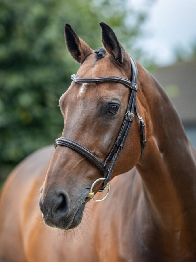 LeMieux Arika Cavesson Bridle