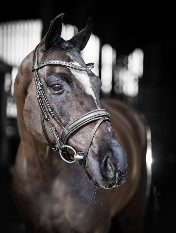 Arika Dressage Bridle
