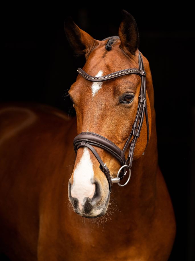 Arika Dressage Bridle