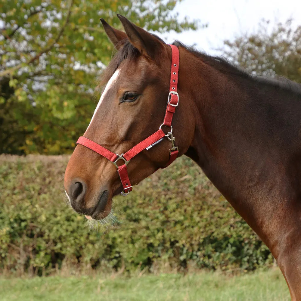 HY Glitzy Headcollar