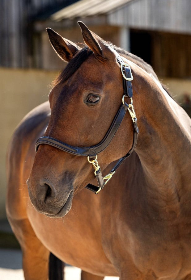 LeMieux Leather Grooming Headcollar