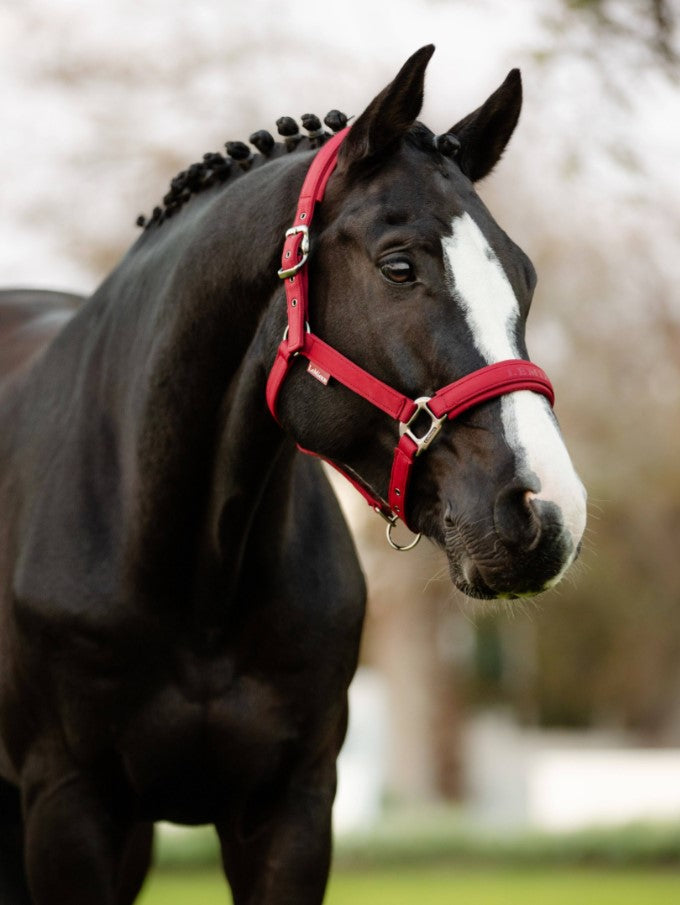 LeMieux Softshell Headcollar