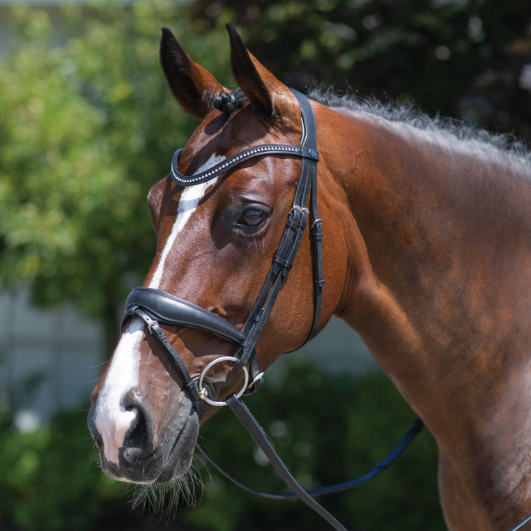 Passier Blu Spirit Snaffle Bridle