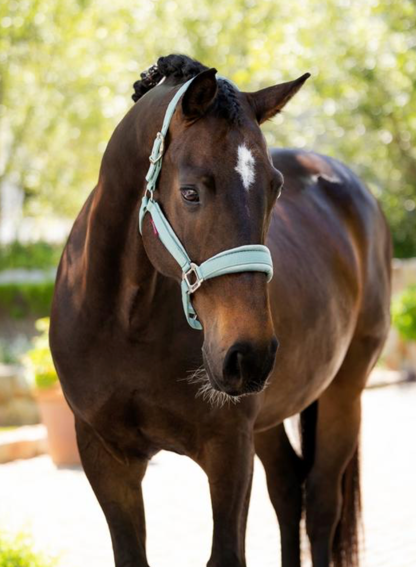 Versailles Headcollar