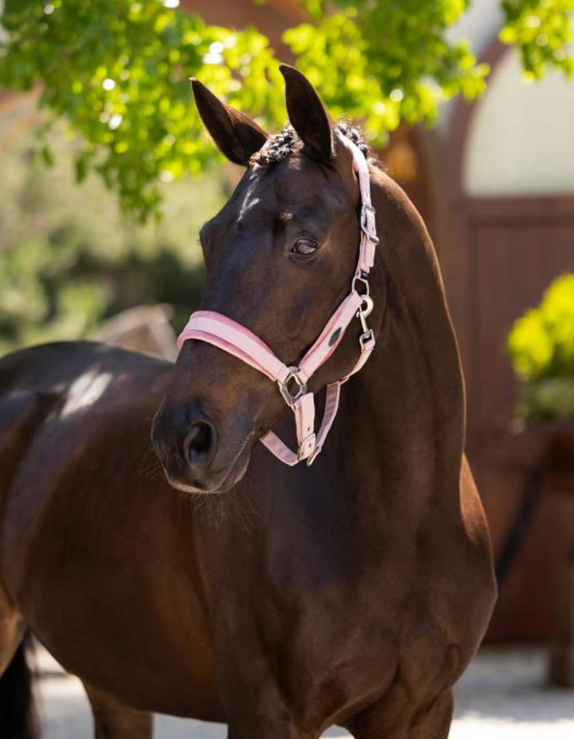 Versailles Headcollar